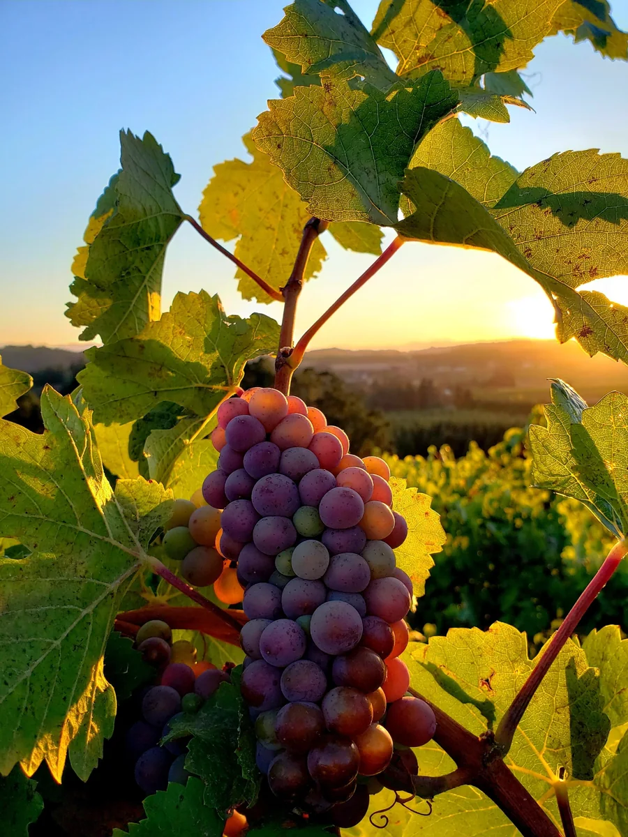 Uvas